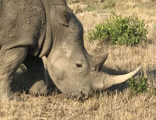 More Rhino’s in Africa !